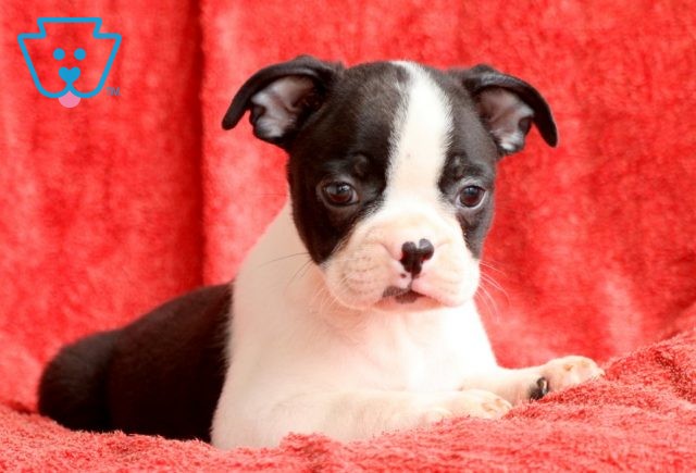 Buckwheat Boston Terrier 1-001