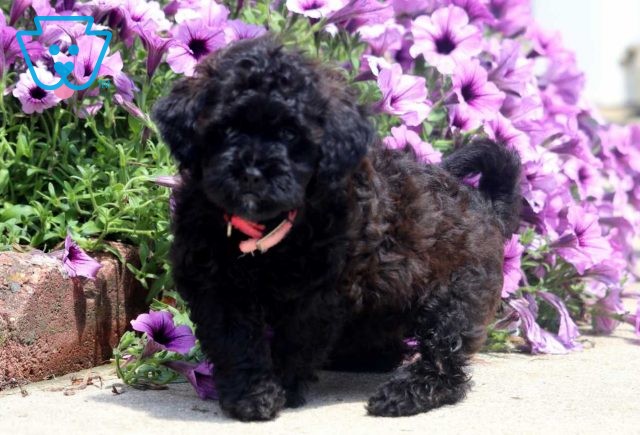 Butterscotch Shihpoo