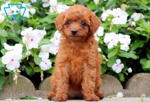 Buttons Toy Goldendoodle 1-001