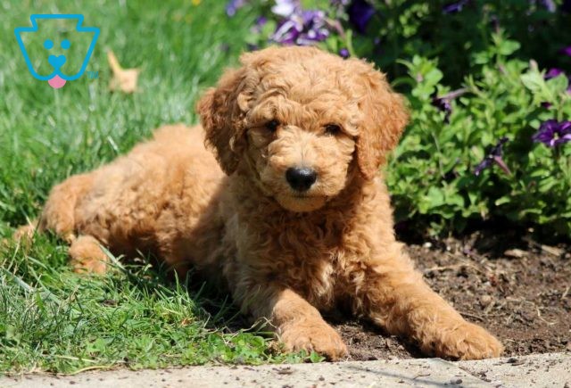 Caramel Mini Goldendoodle2