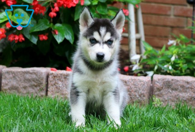 Caramel Siberian Husky 1-001