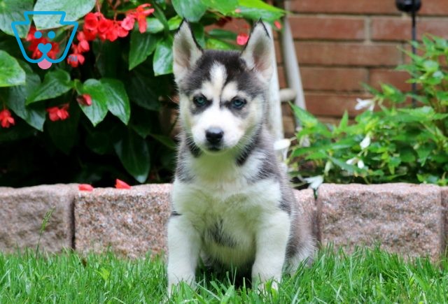 Carebear Siberian Husky 1-001