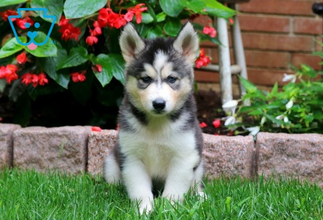 Chuck Siberian Husky 1-001