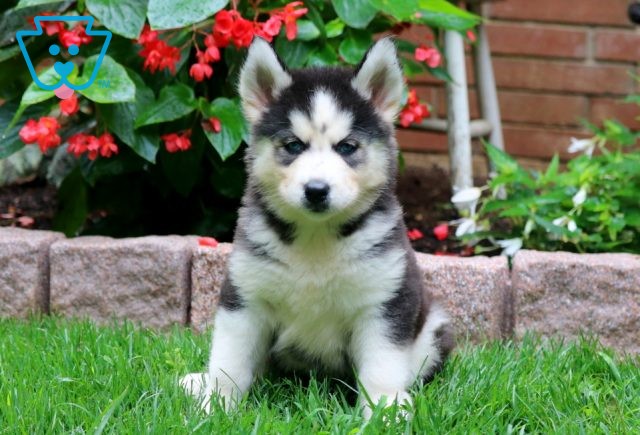 Coco Siberian Husky 1-001