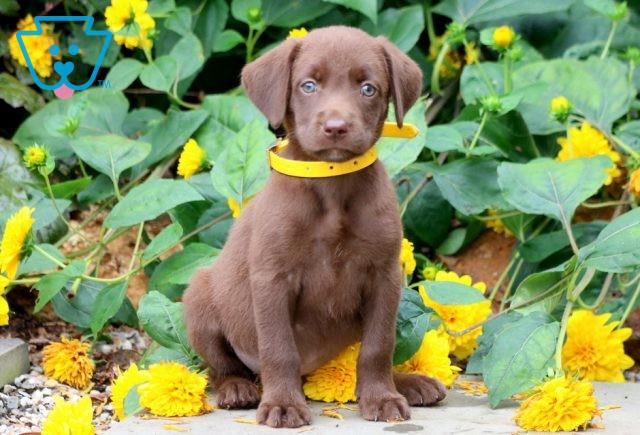 Coffee Chocolate Labrador Retriever 1-001