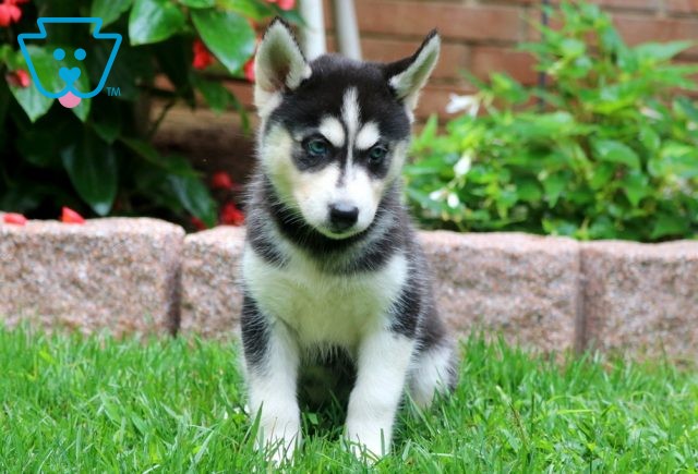 Coffee Siberian Husky 1-001