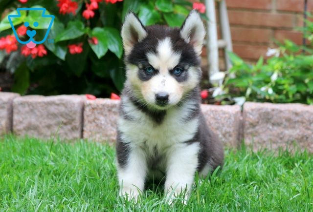 Corinna Siberian Husky 1-001