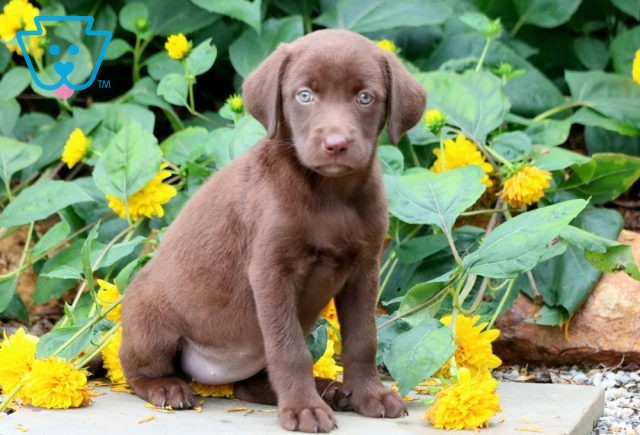 Cuddles Chocolate Labrador Retriever 1-001