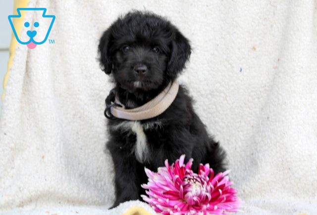 Cutie Poodle Mix 1-001