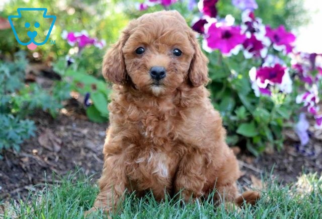 Elvis Mini Goldendoodle