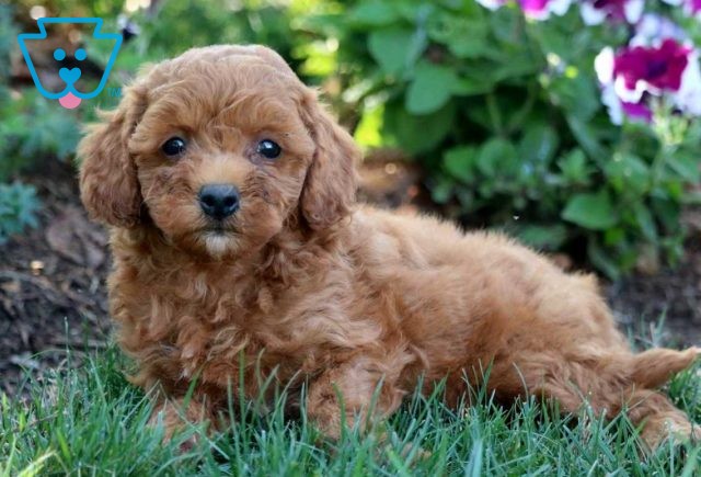 Elvis Mini Goldendoodle2