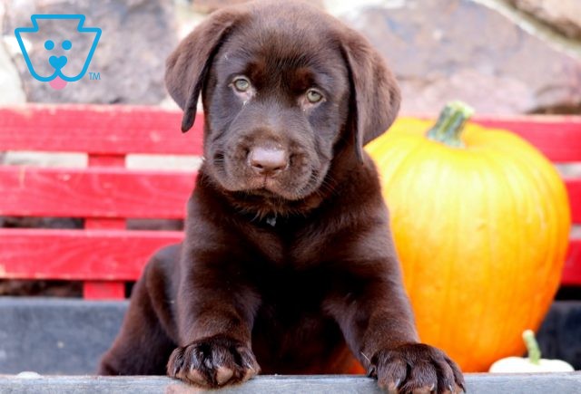 Garther Choc Lab