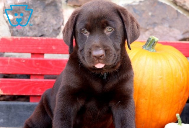 Garther Choc Lab2