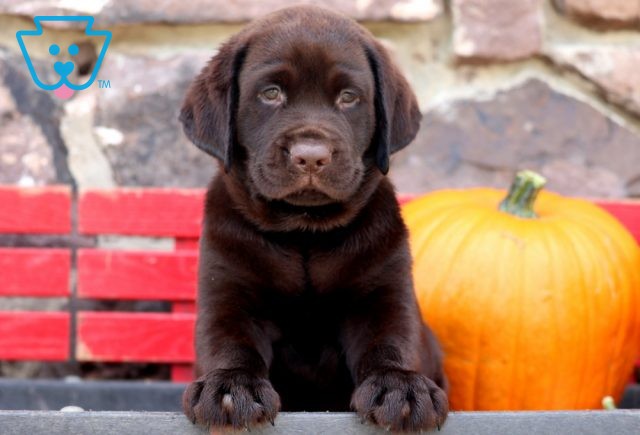 Gino Choc Lab