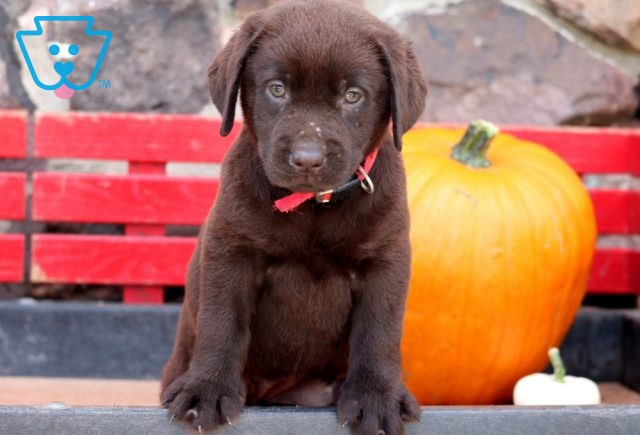 Girlie Choc Lab