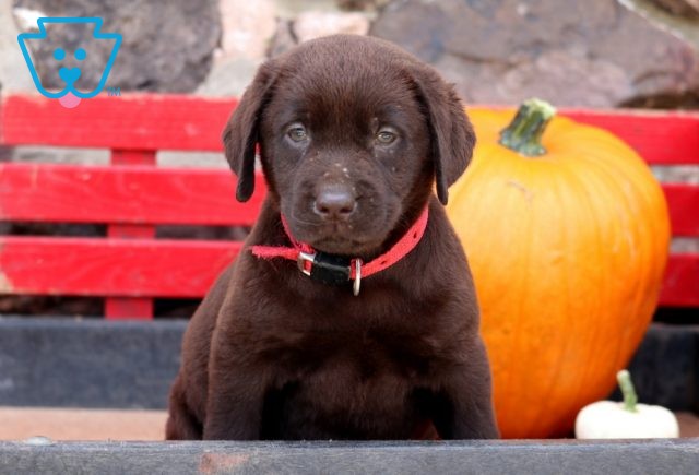 Girlie Choc Lab2