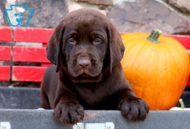 Gus Choc Lab