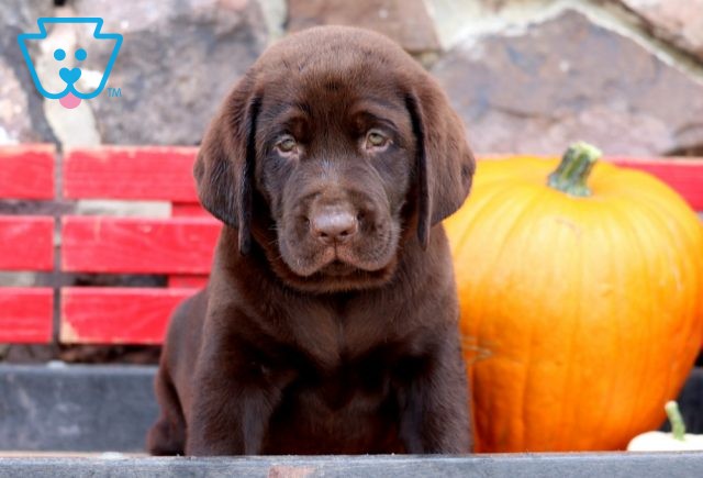 Gus Choc Lab2