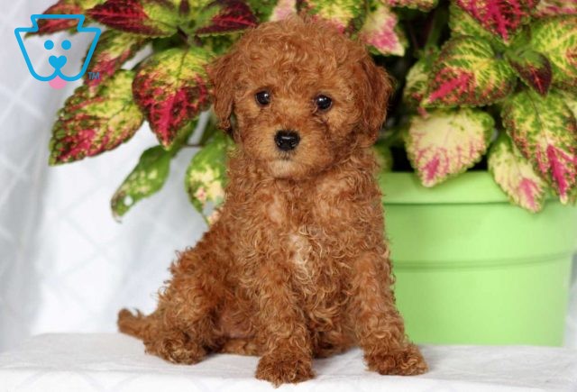 Hannah Mini Goldendoodle