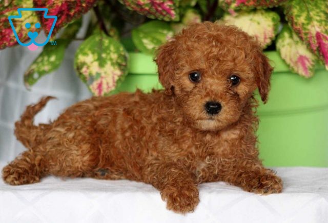 Hannah Mini Goldendoodle2