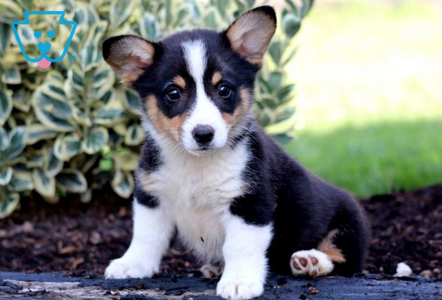 Heidi Welsh Corgi