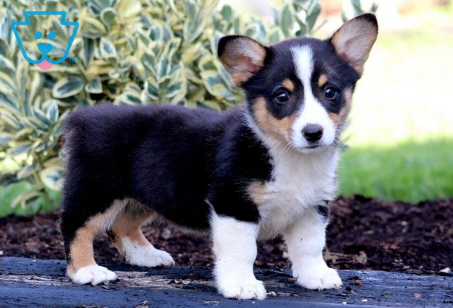 Heidi Welsh Corgi2