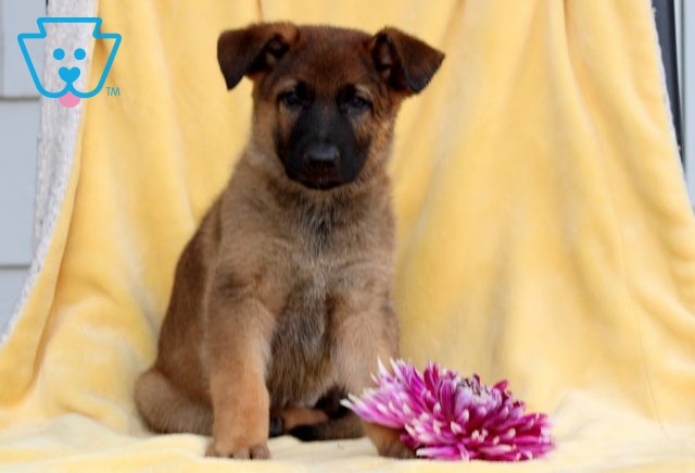 Ivory German Shepherd 1-001