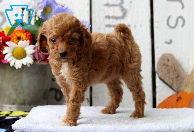 Jayla Mini Poodle