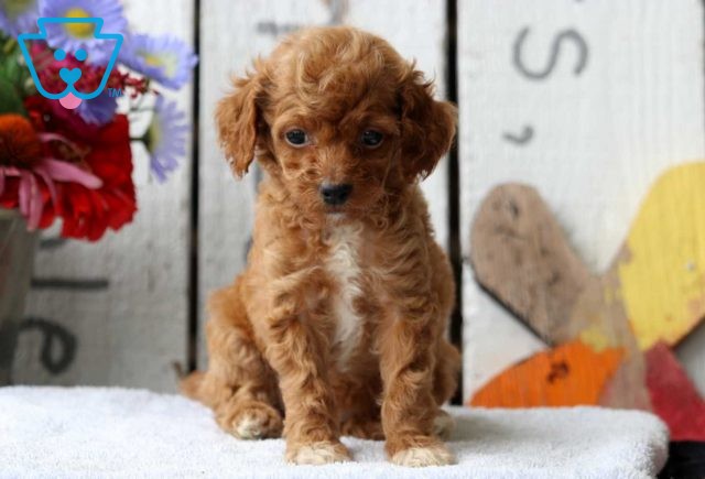 Jayla Mini Poodle2