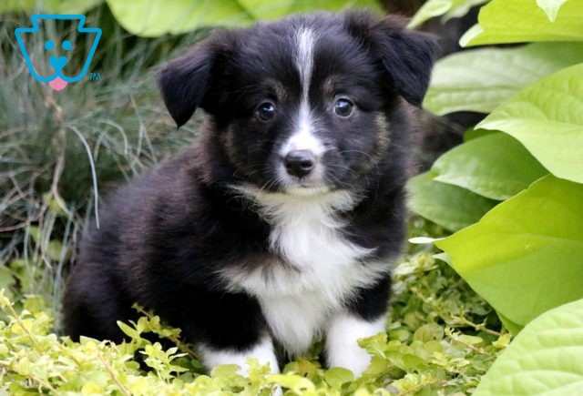 Joy Mini Australian Sheperd