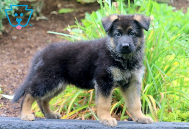 Lovey German Shepherd 1-001