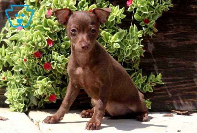 Paisley Chihuahua2