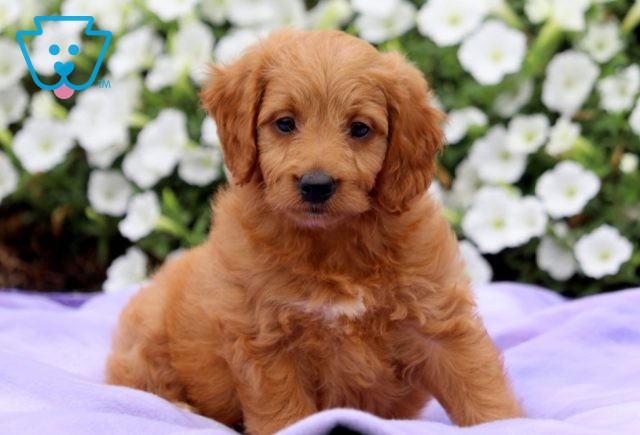 Sadie Mae Mini Goldendoodle 1-001