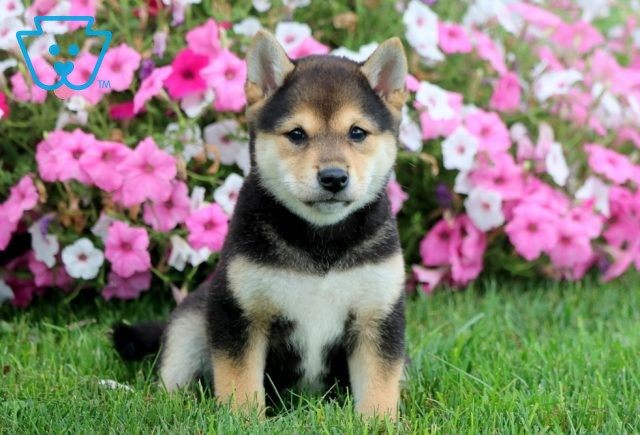 Sheba Shiba Inu 1-001