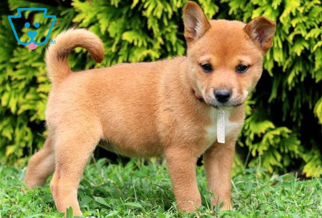 Sparkle Shiba Inu MIx