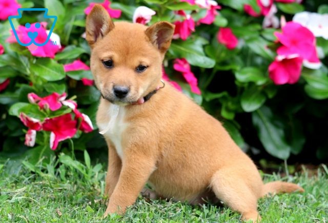 Sparkle Shiba Inu MIx2