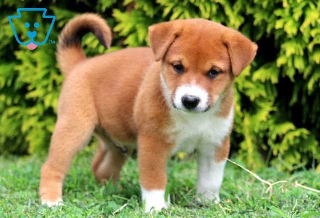 Storm Shiba Inu Mix