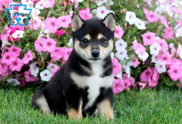 Superman Shiba Inu 1-001