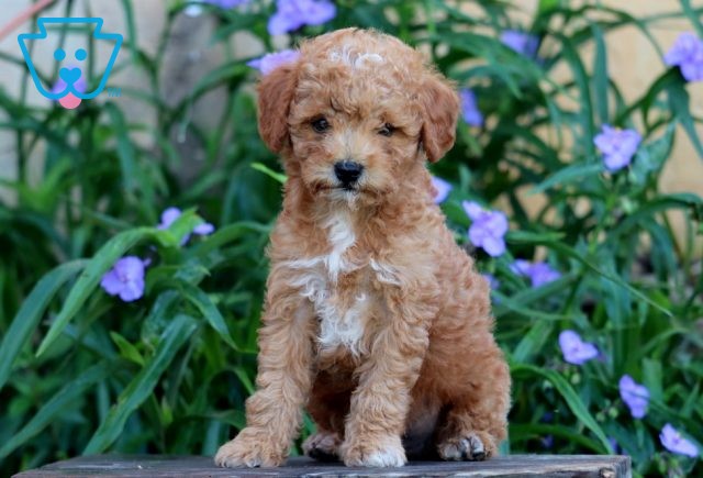 Ven Mini Goldendoodle 1-001