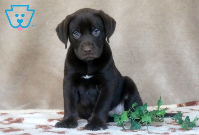 Vic Choc Lab