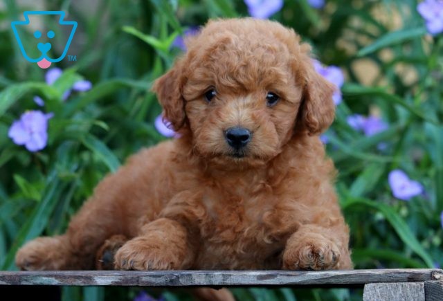 Victor Mini Goldendoodle 1-001