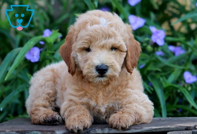 Vito Mini Goldendoodle 1-001