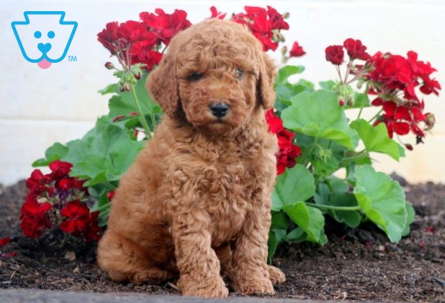 Bam Bam Mini Poodle 1-001