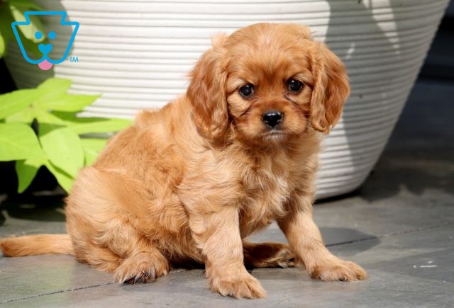 a cavapoo puppy for sale