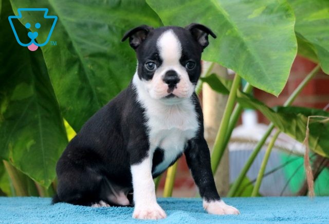 Casino Boston Terrier 1-001