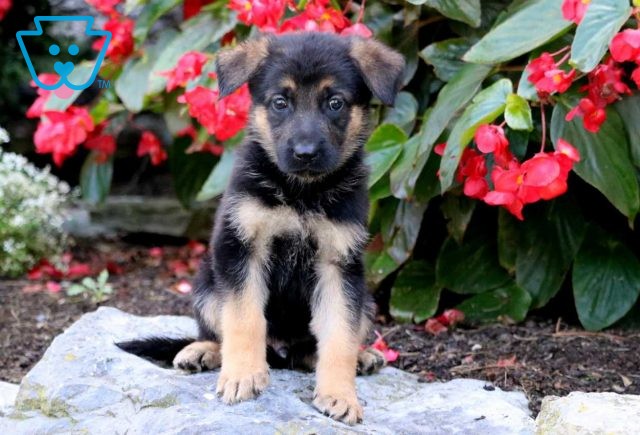 a german shepherd puppy for sale