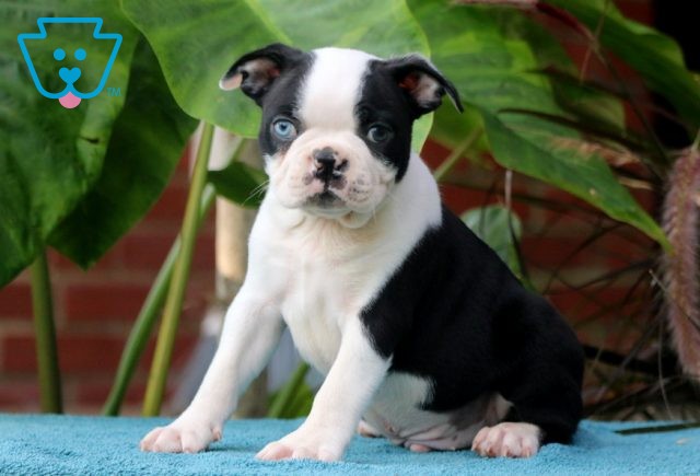 Chico Boston Terrier 1-001