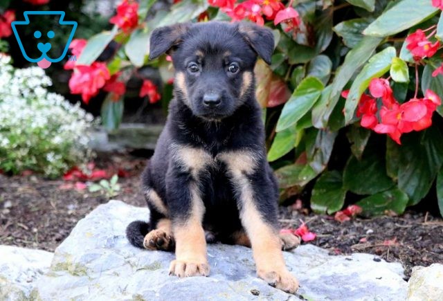 a german shepherd puppy for sale