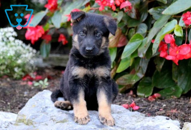 a german shepherd puppy for sale