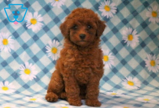 Cookie Mini Poodle 1-001